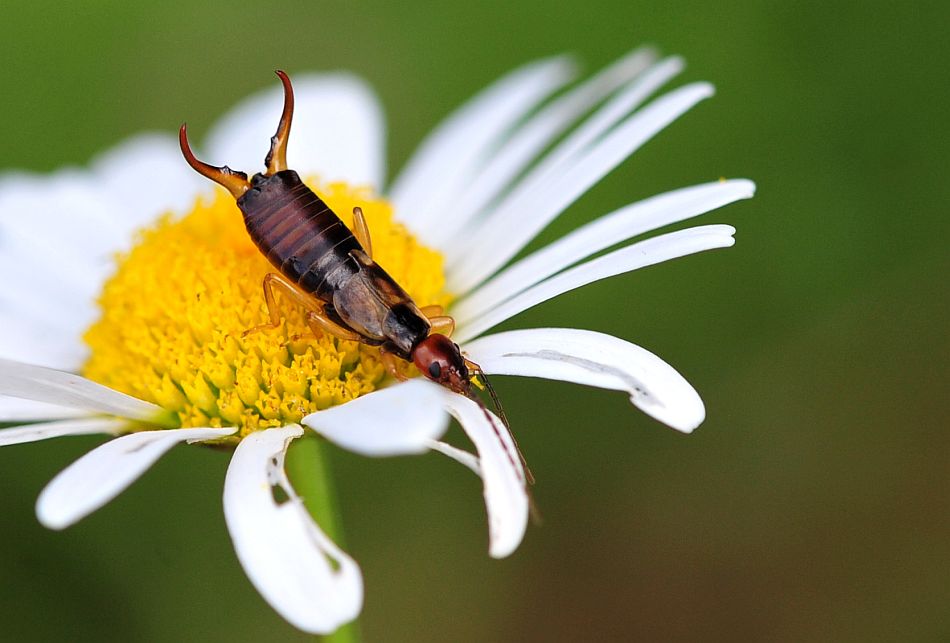 La vita in un fiore - seconda parte